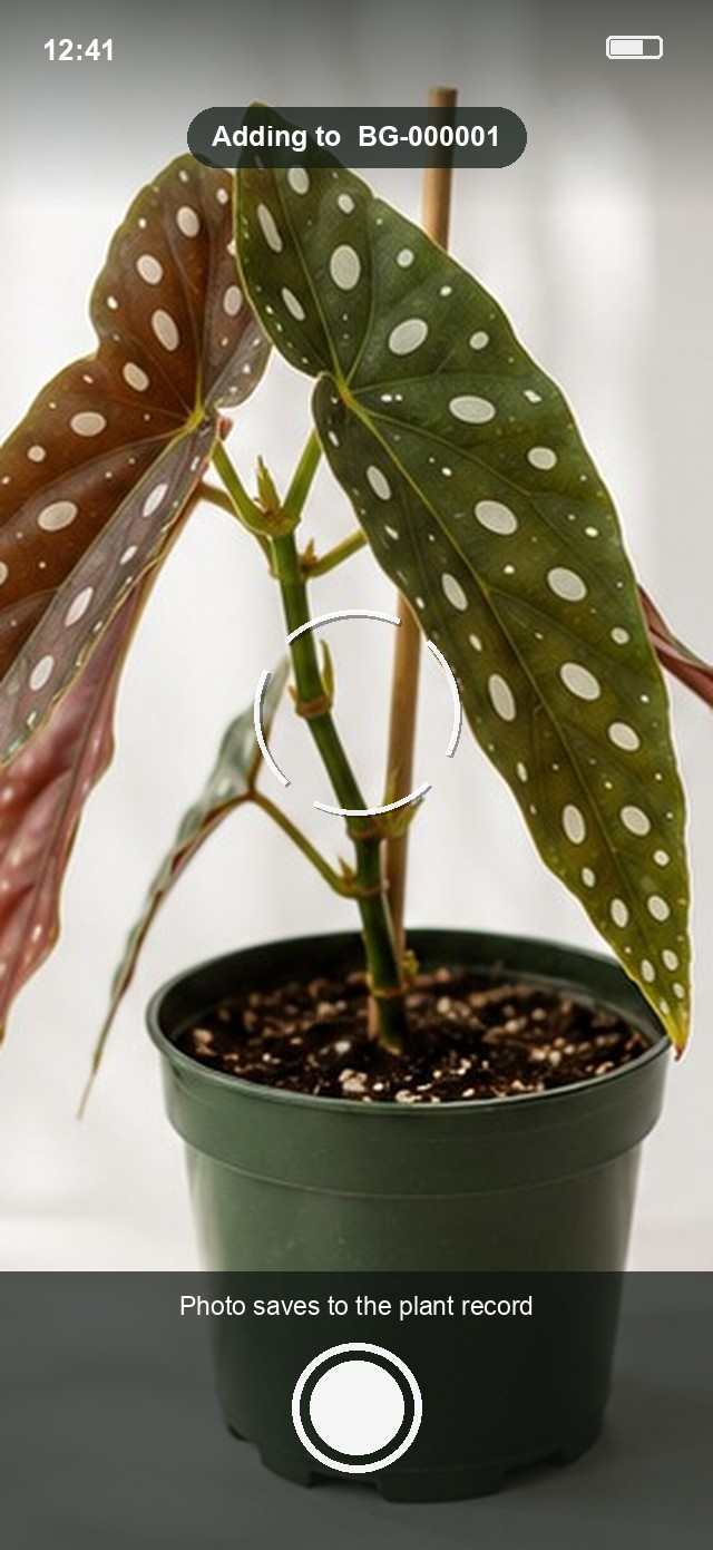 Photographing a begonia through the Plantistry camera, the shot saving straight onto plant record BG-000001.